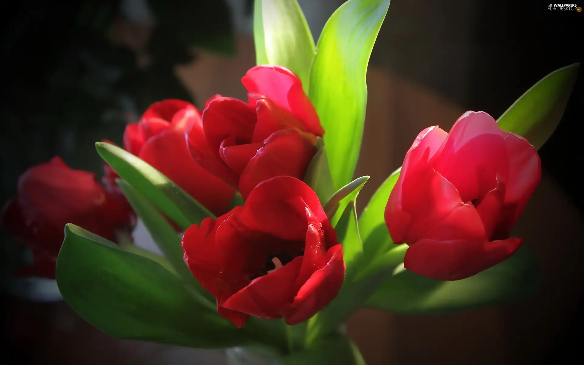 Red, Tulips