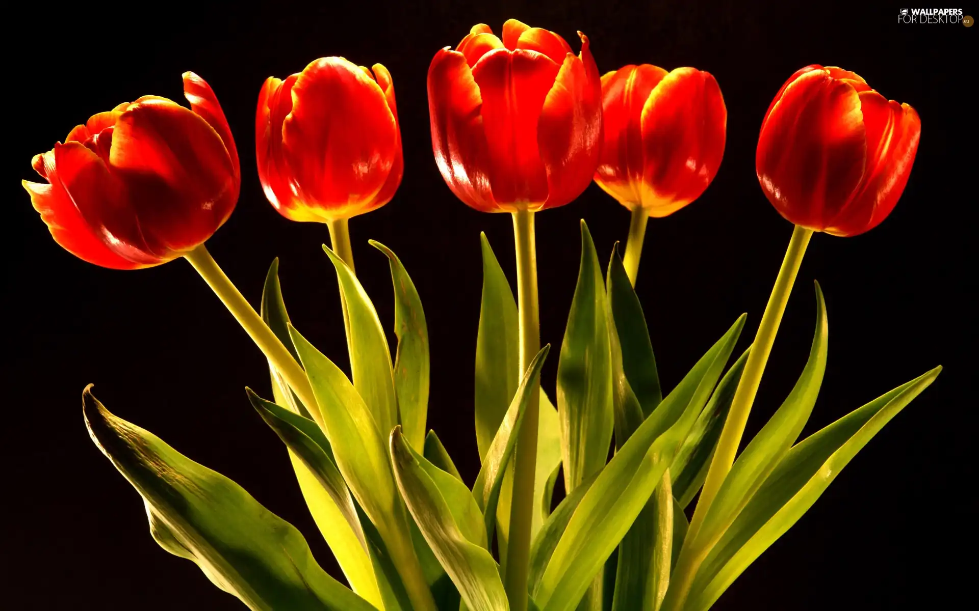 tulips, five, red