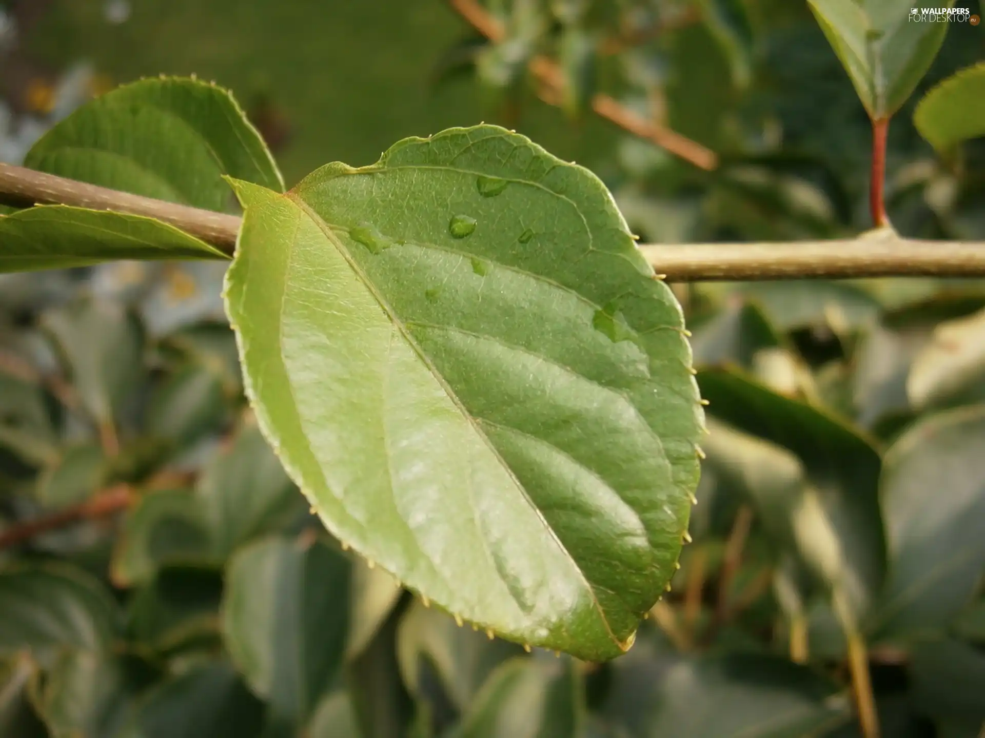 Leaf, twig