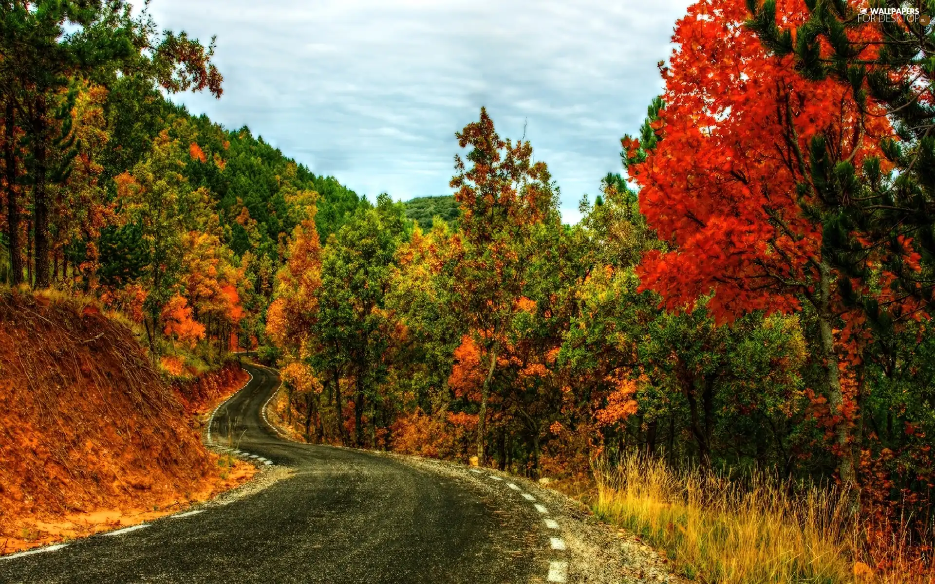 viewes, autumn, turn, trees, Way