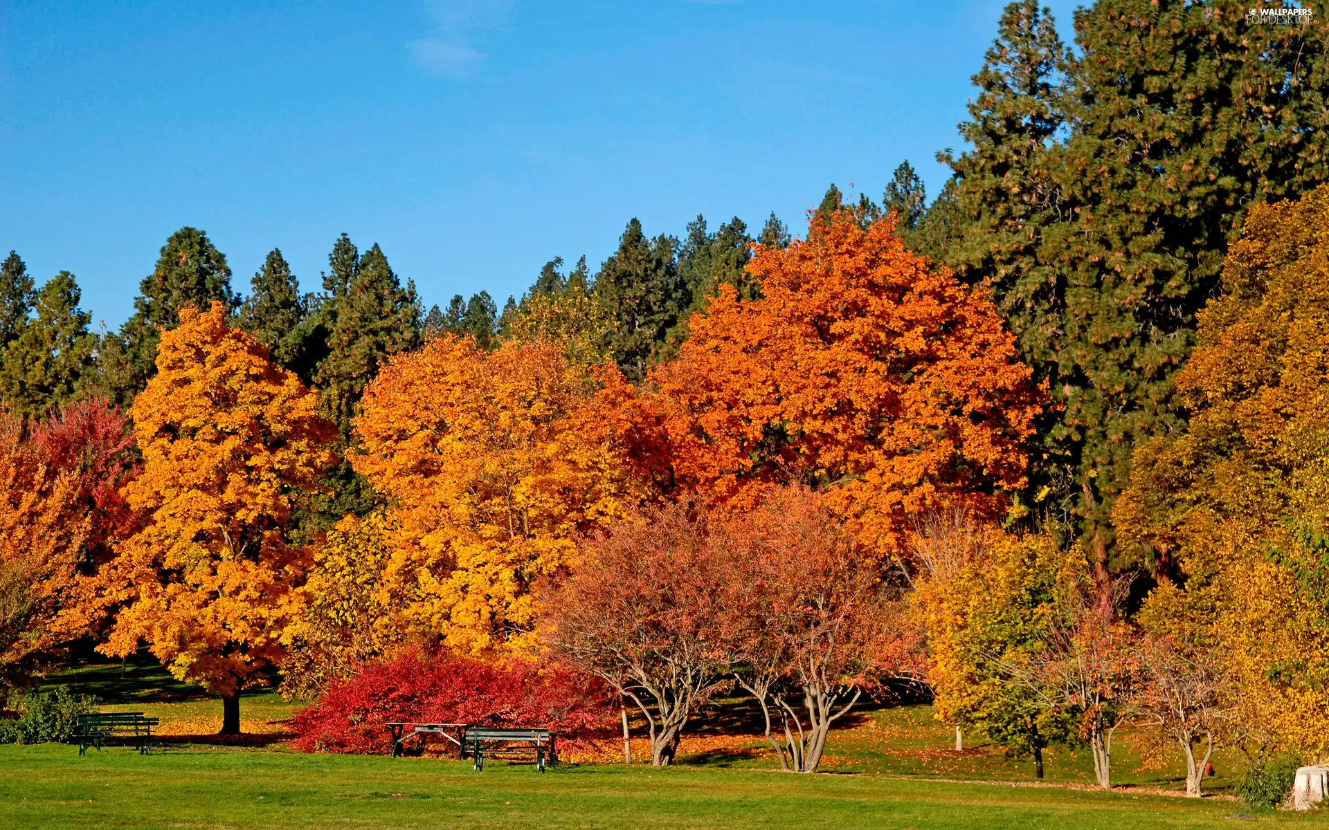 viewes, Bench, Park, trees, autumn