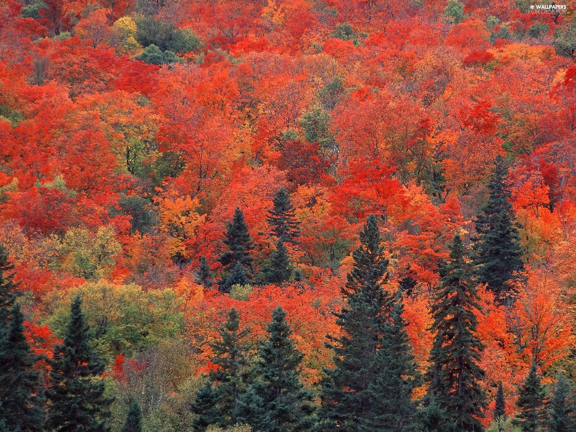 forest, trees, viewes, Red