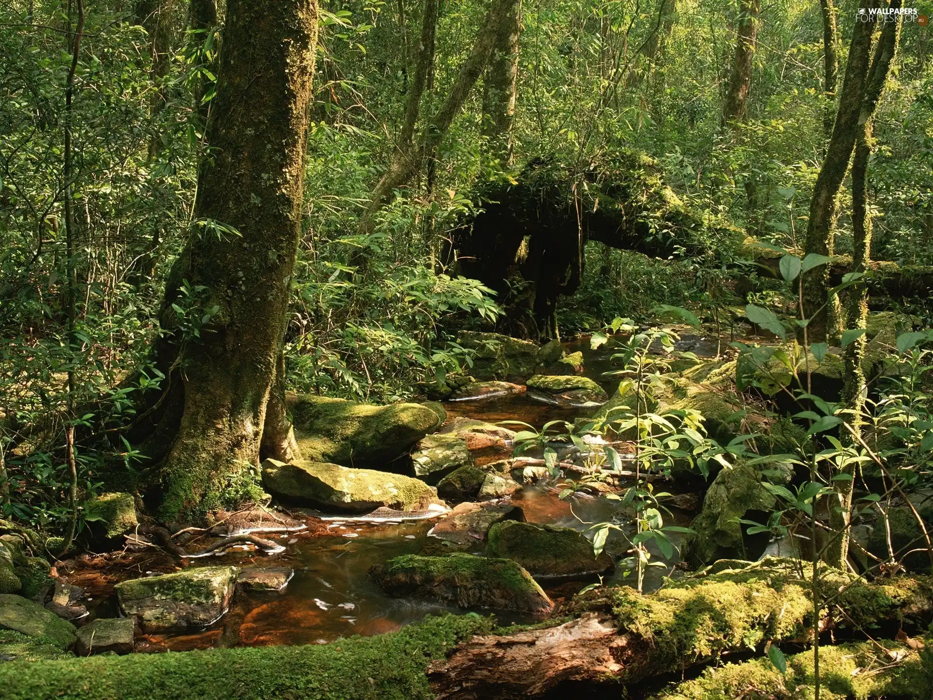 forest, trees, viewes, stream