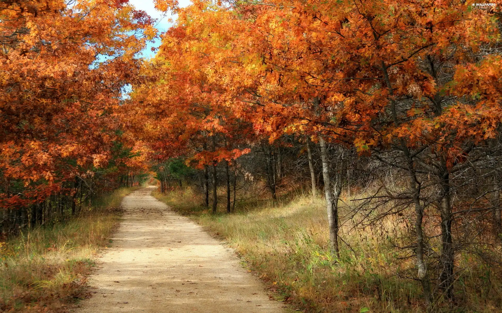 forest, trees, viewes, Way