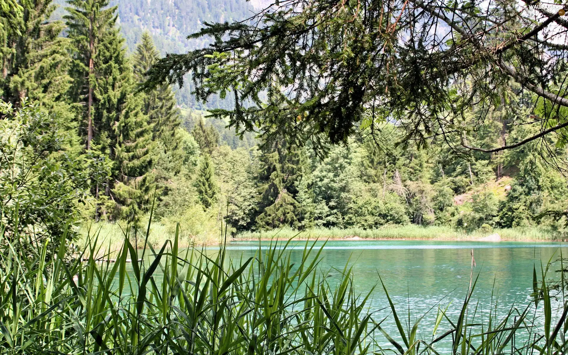 lake, trees, viewes, cane