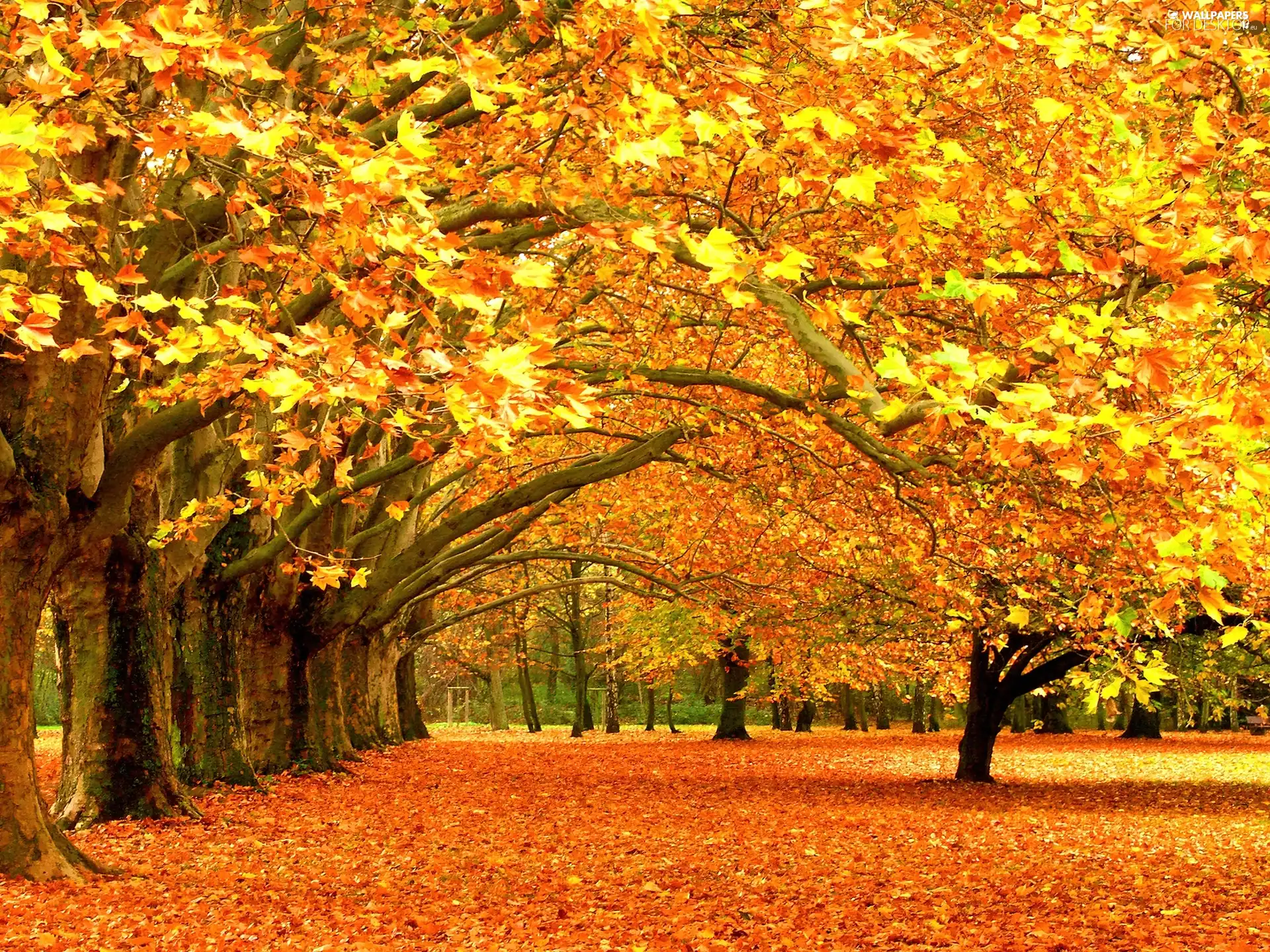 viewes, Leaf, autumn, trees, Beauty