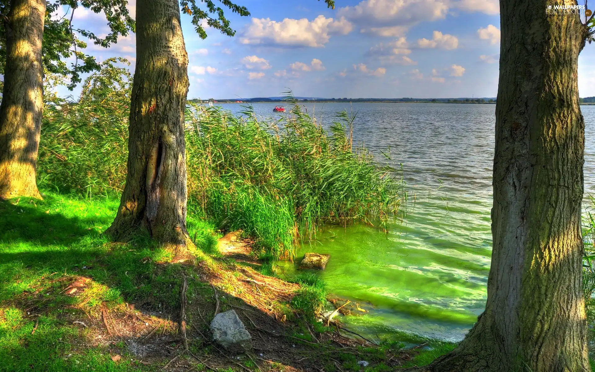 viewes, Mielno, scrub, trees, water