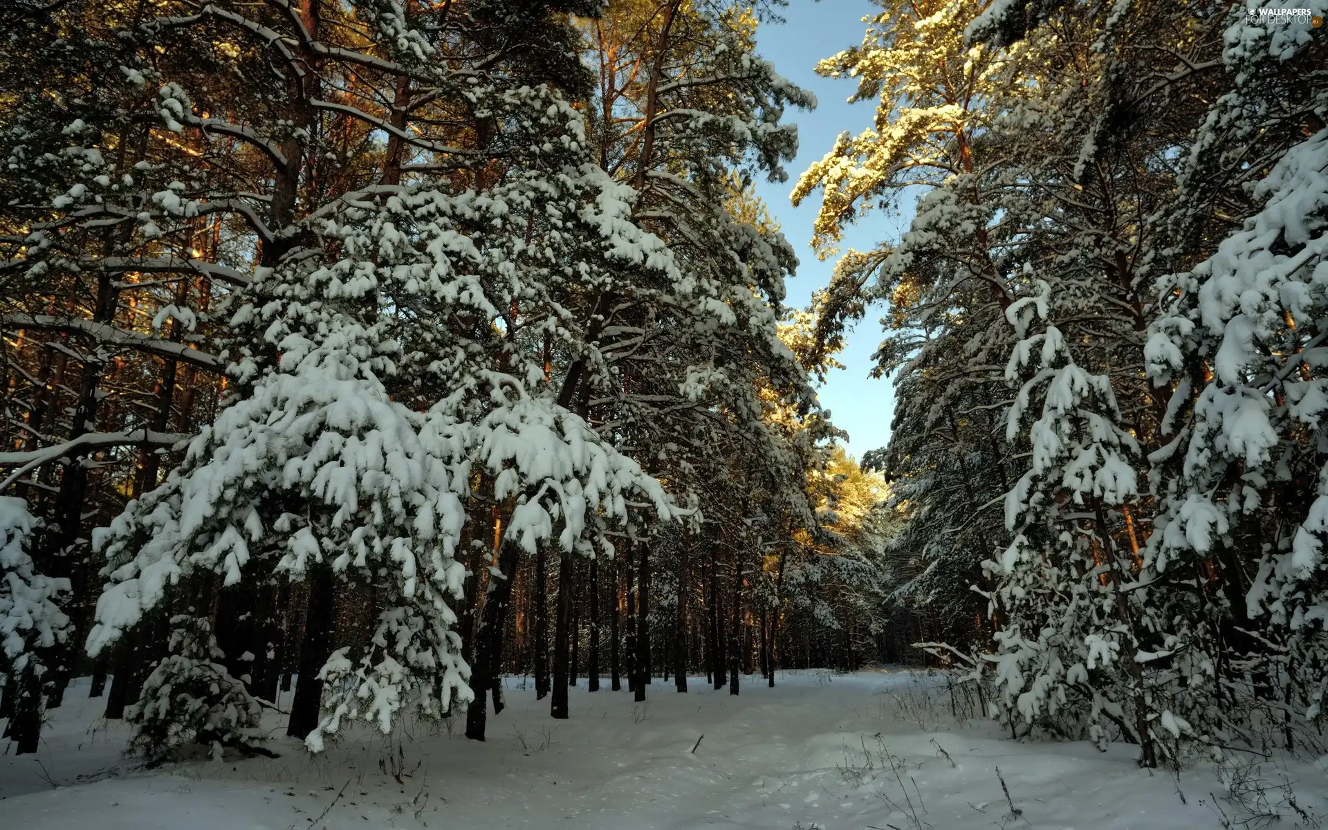 Snowy, winter, viewes, Path, trees, forest