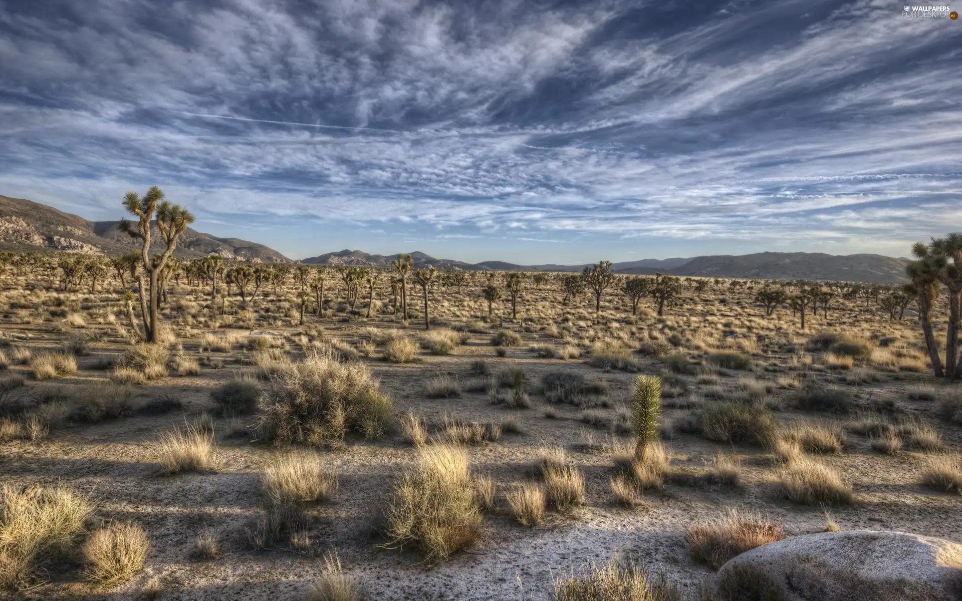 Beetle, clouds, viewes, prairie, trees, Mountains