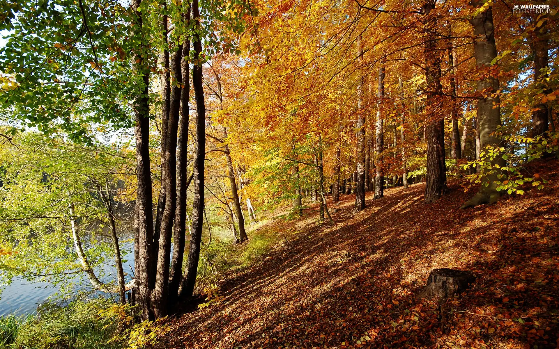 viewes, River, scarp, trees, autumn