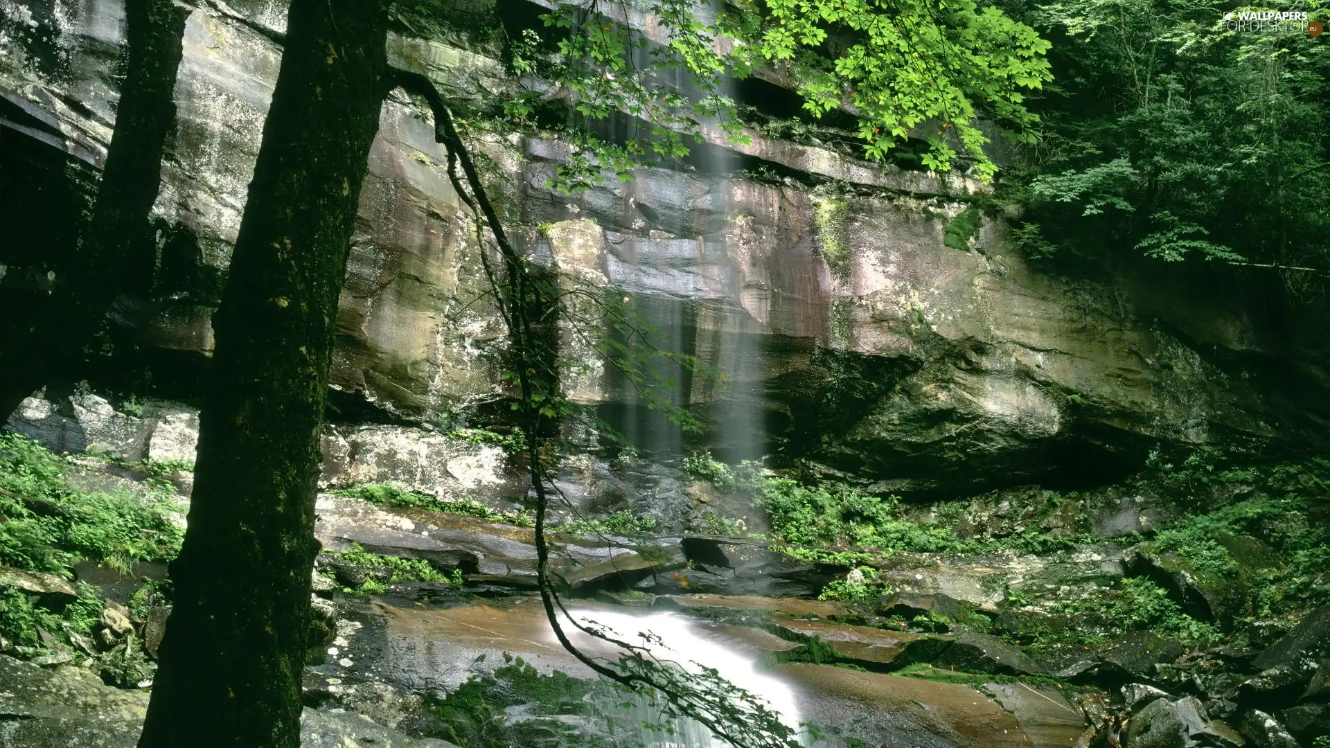 rocks, trees, viewes, water