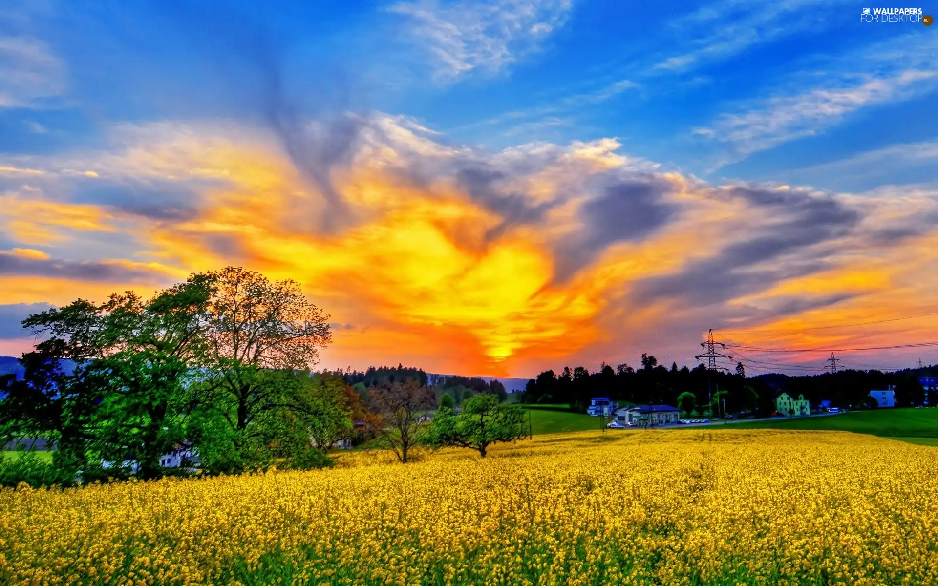 viewes, Sky, rape, trees, Field