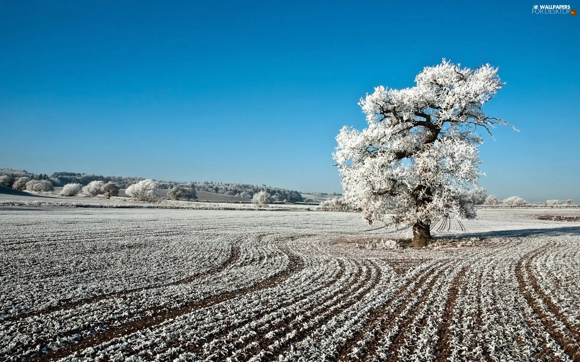 viewes, Sky, field, trees, winter