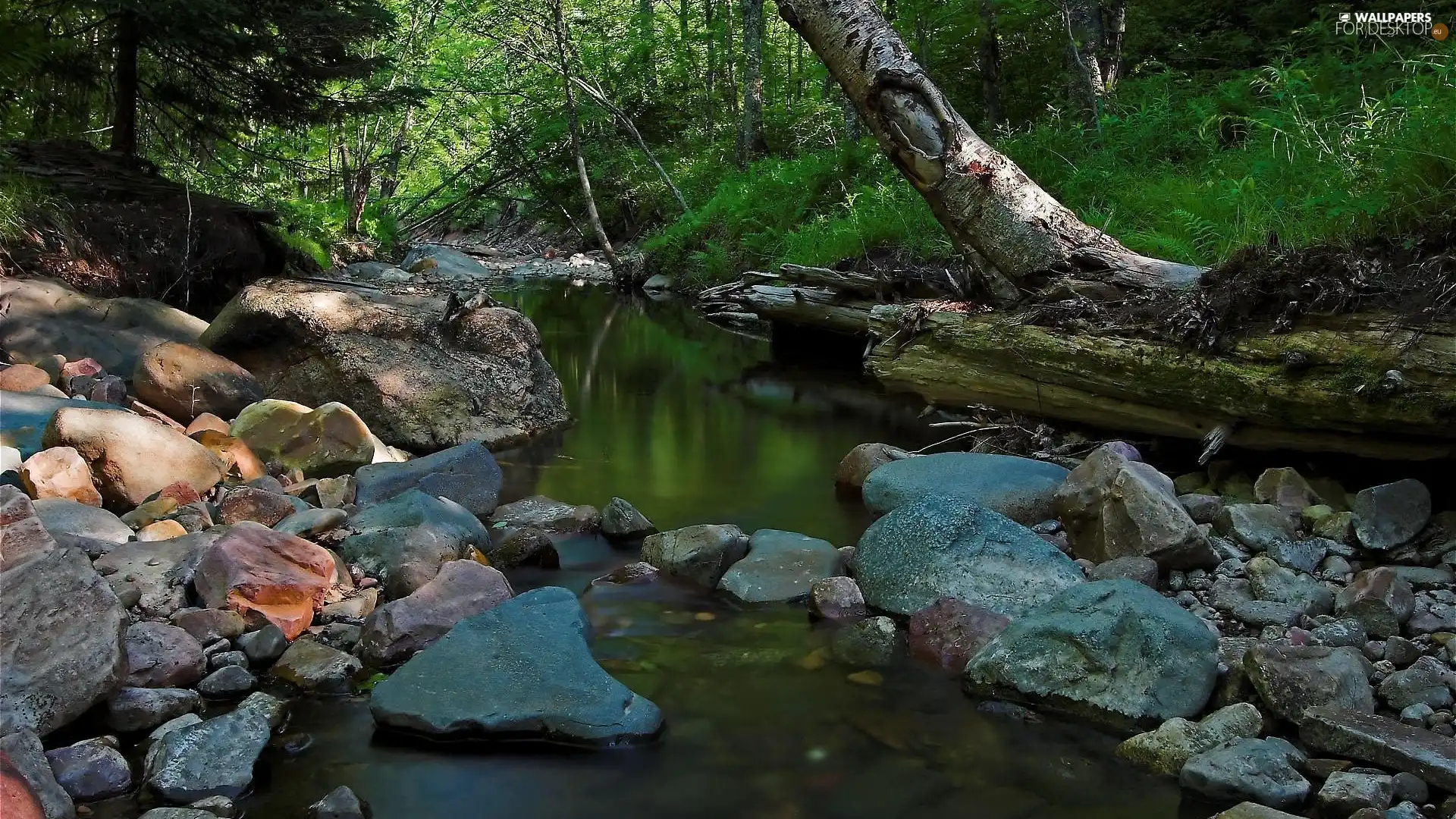 viewes, Stones, River, trees, Mountain