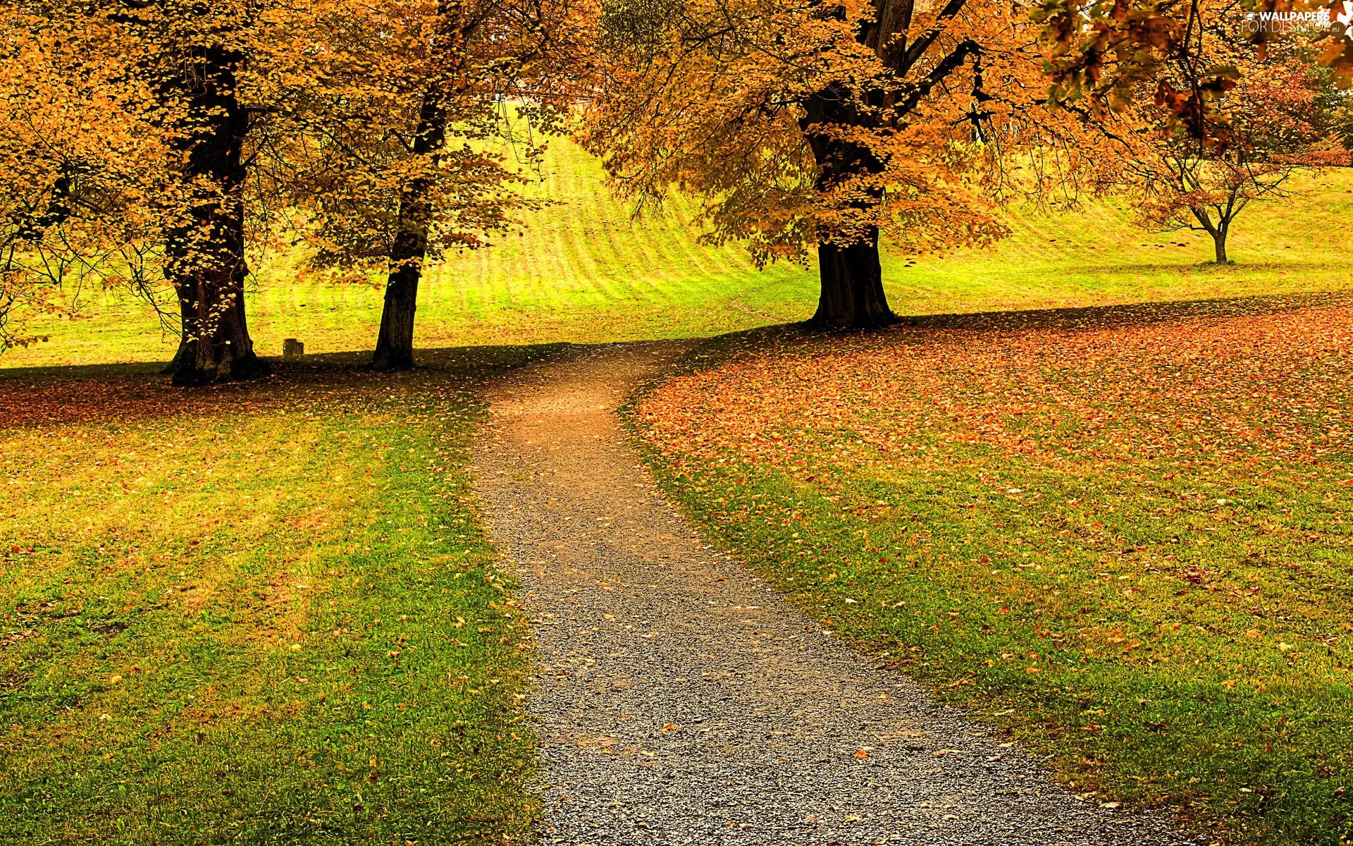 Way, trees, viewes, autumn