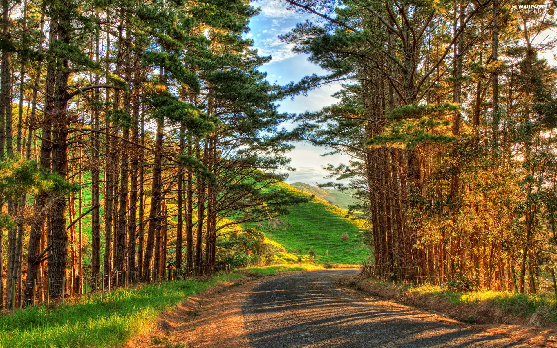 Way, trees, viewes, green