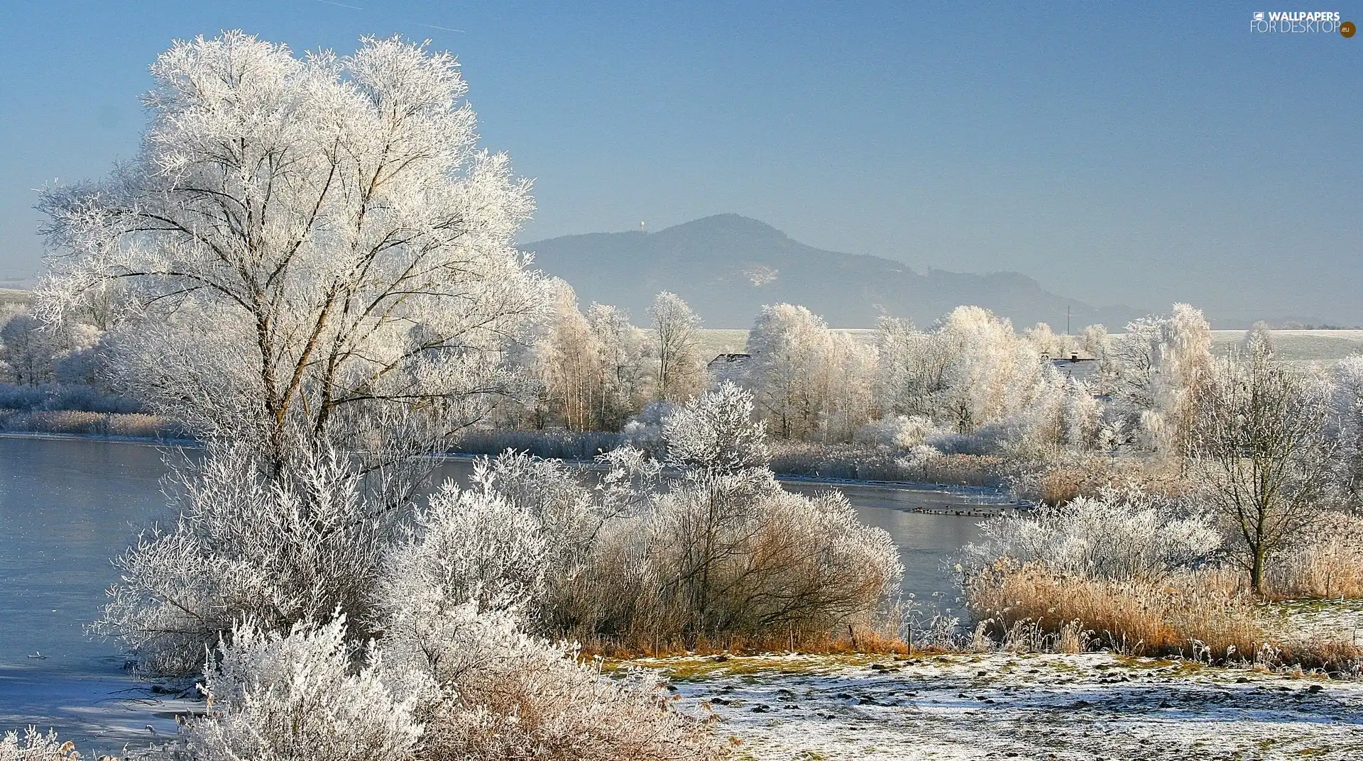 winter, trees, viewes, snow