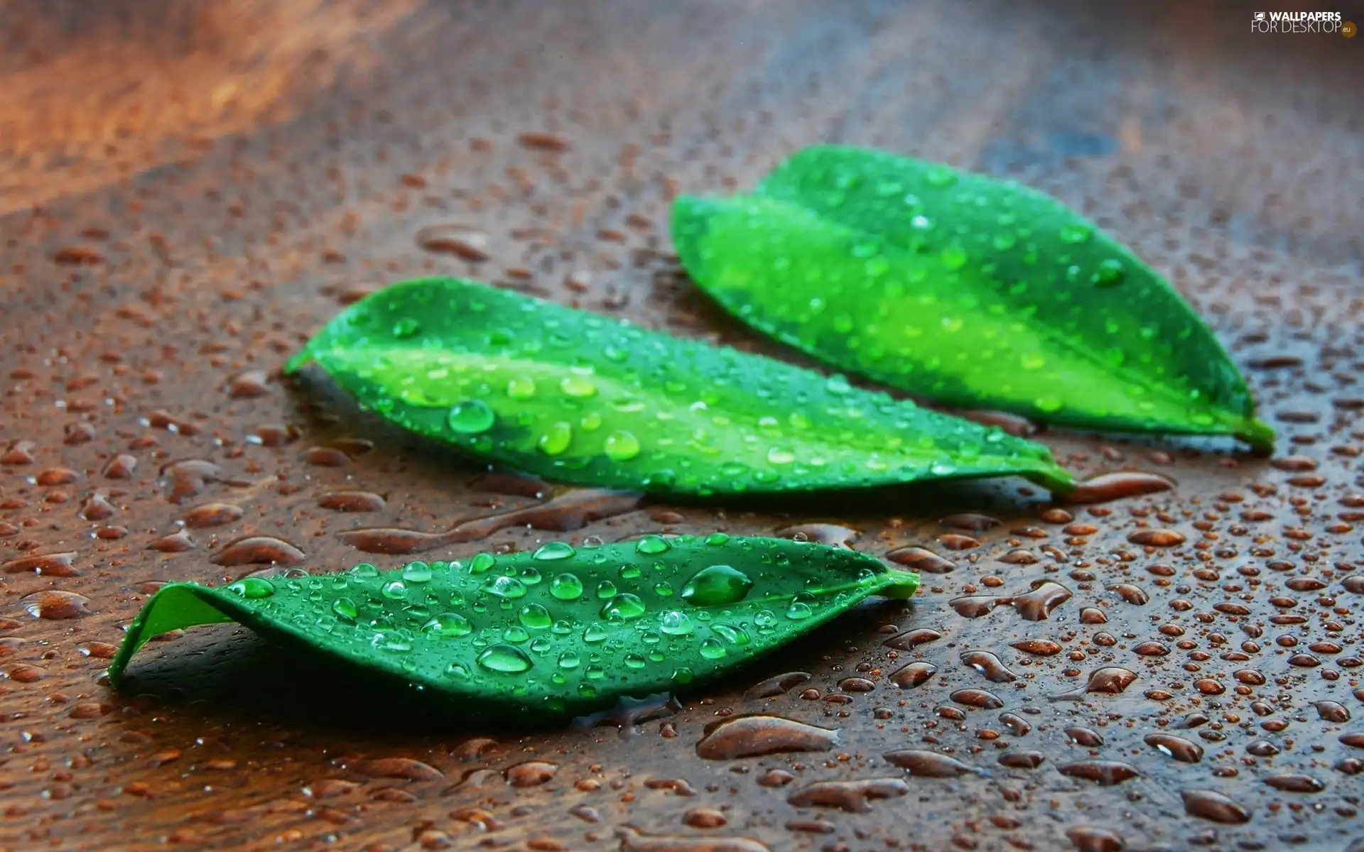 green ones, drops, water, Leaf