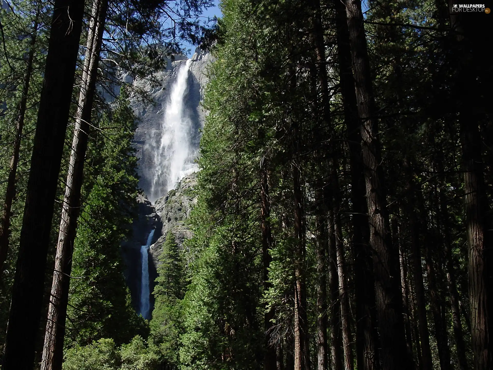 forest, waterfall