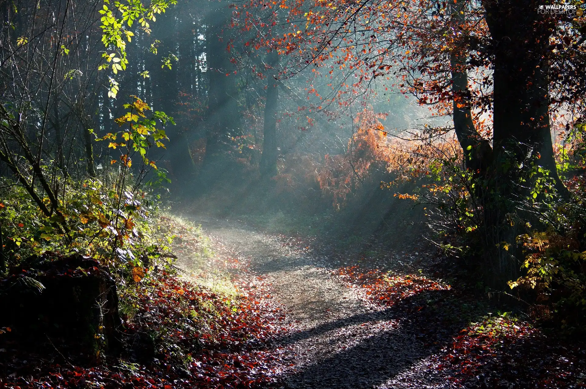 forest, sunny, Way, rays