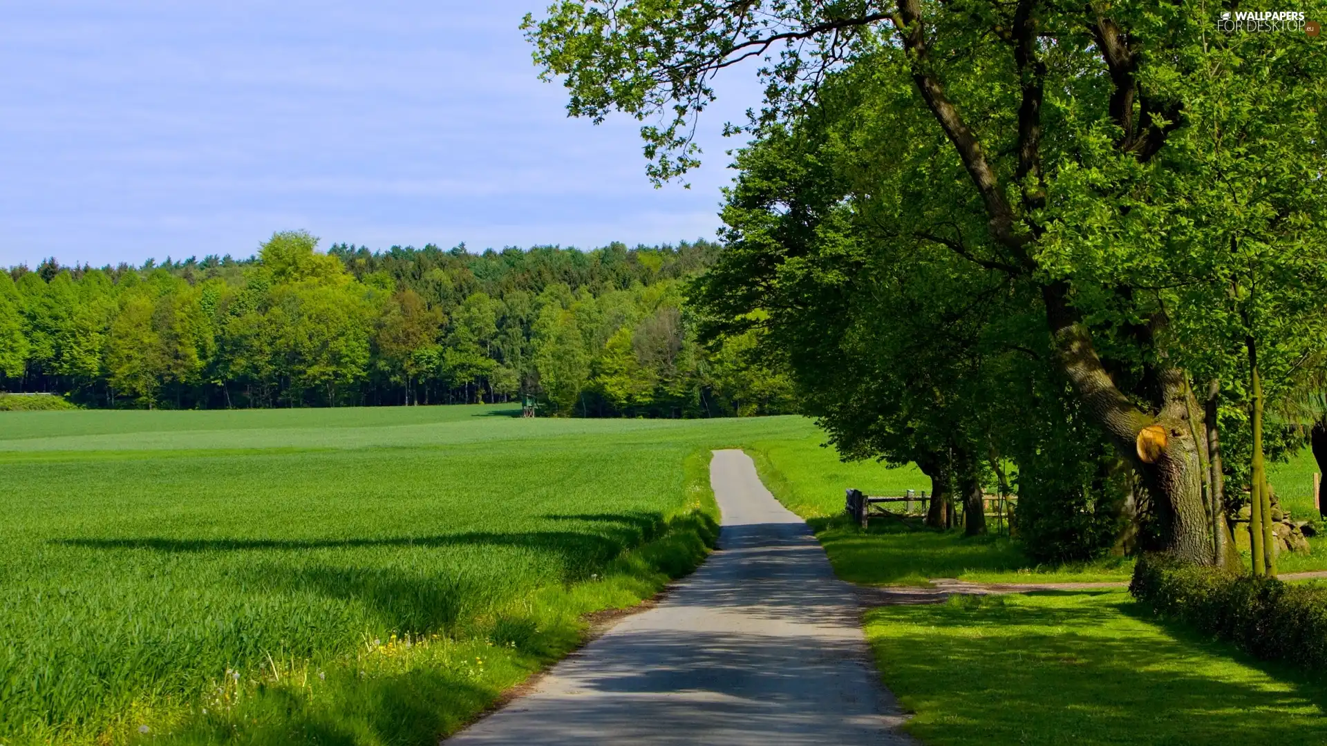 trees, Meadow, Way, viewes