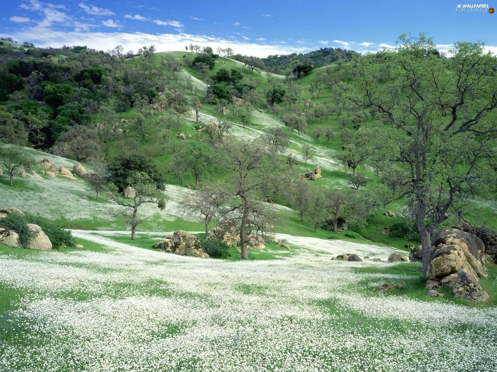 White, Flowers, Mountains, Meadow, slopes