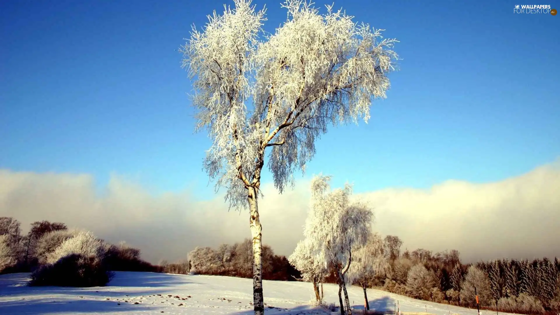 forest, viewes, winter, trees