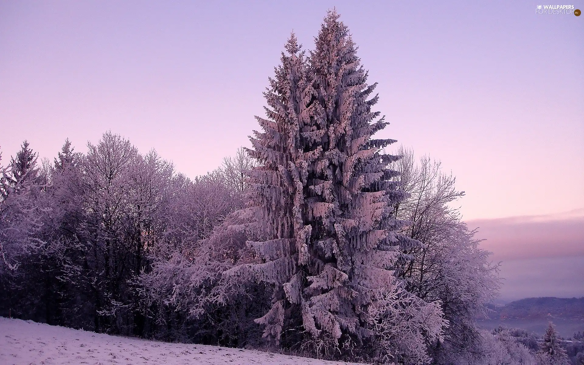 Snowy, viewes, winter, trees