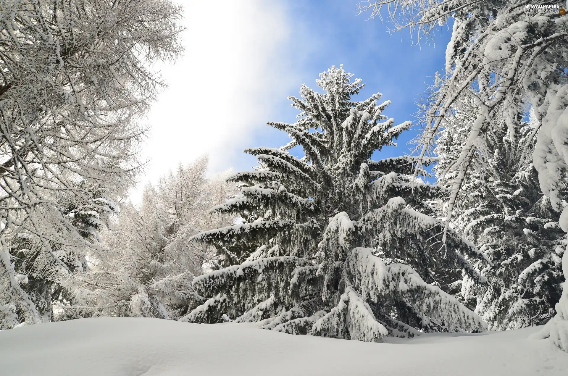 trees, snow, winter, viewes