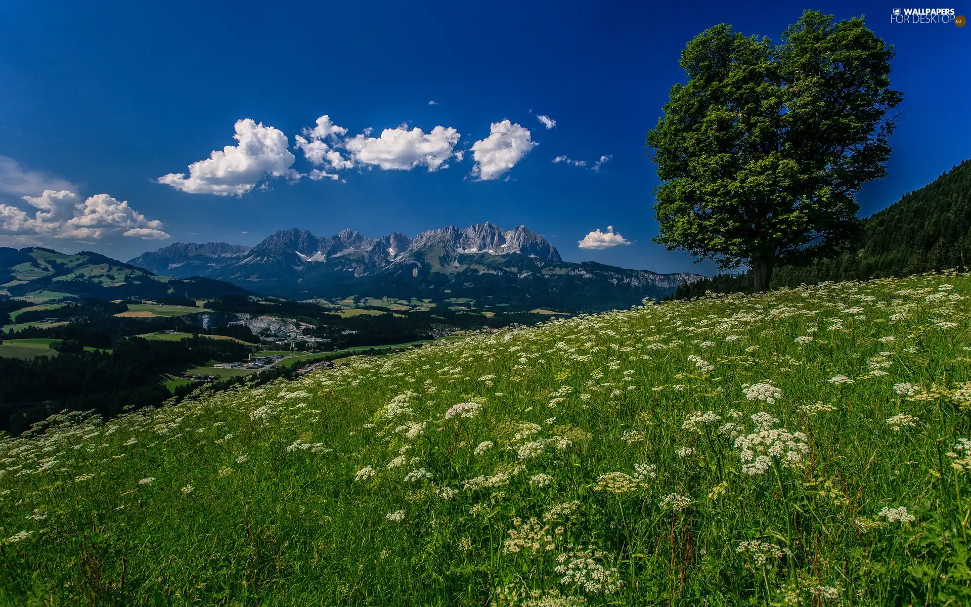 woods, Meadow, Mountains