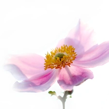 Colourfull Flowers, Japanese anemone, Pink - For desktop wallpapers ...